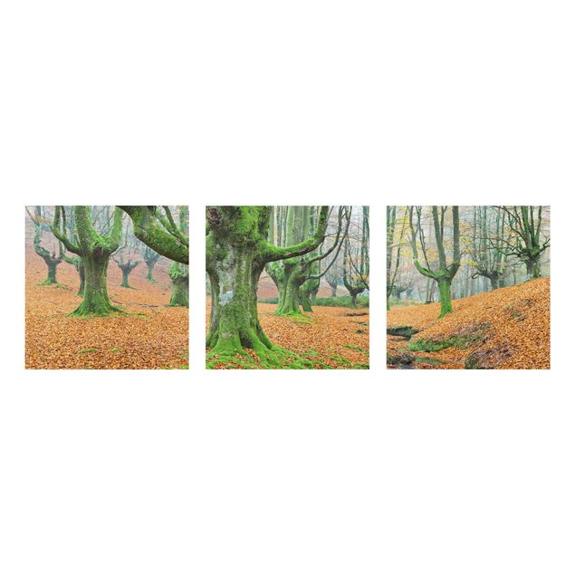 Glass prints landscape Beech Forest In The Gorbea Natural Park In Spain