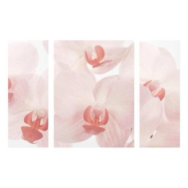 Glass prints flower Bright Orchid Flower Wallpaper - Svelte Orchids