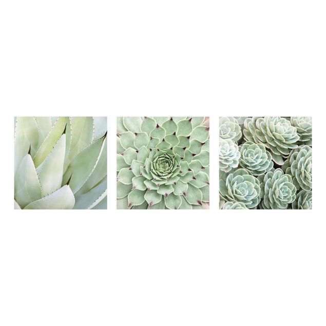 Prints flower Agave and Succulent Trio