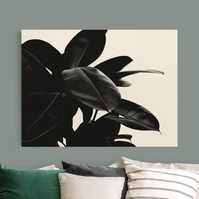 Art posters Rubber Tree Black And White