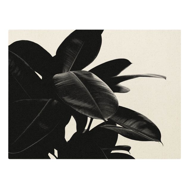 Prints Rubber Tree Black And White