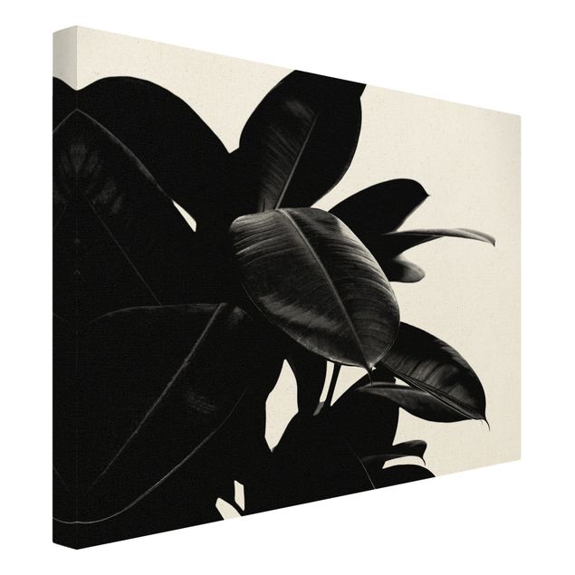 Wall art prints Rubber Tree Black And White