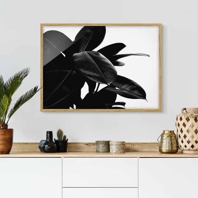 Art posters Rubber Tree Black And White