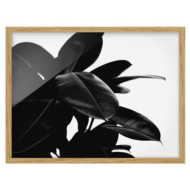 Floral picture Rubber Tree Black And White