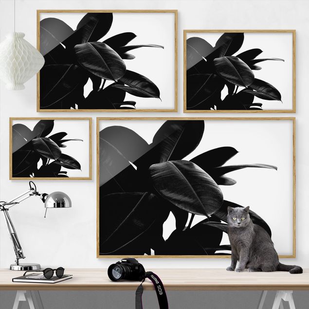 Black and white wall art Rubber Tree Black And White