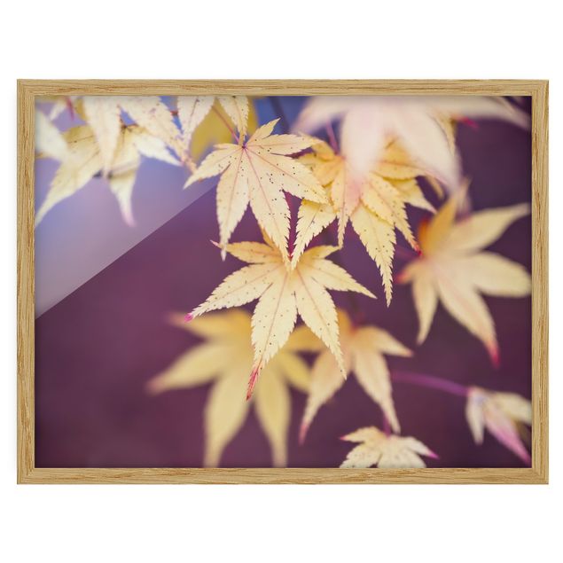 Flower pictures framed Autumn Maple Tree
