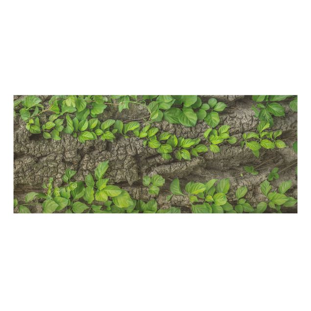 Wood prints flower Ivy Tendrils Tree Bark