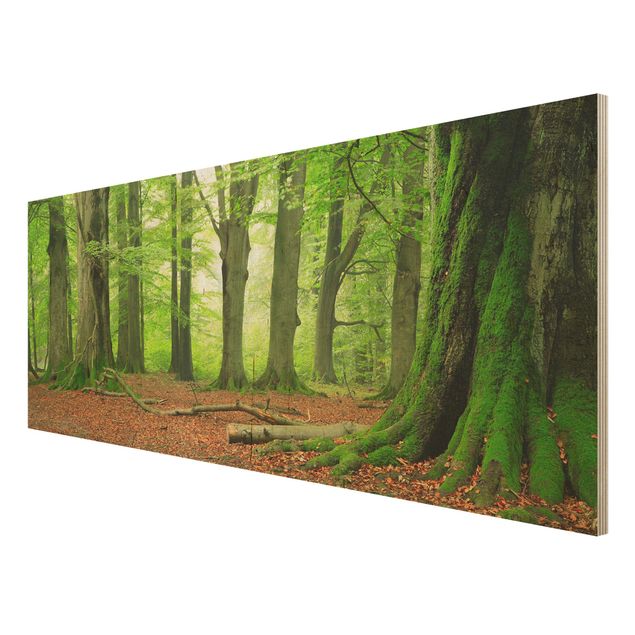Wood prints landscape Mighty Beech Trees