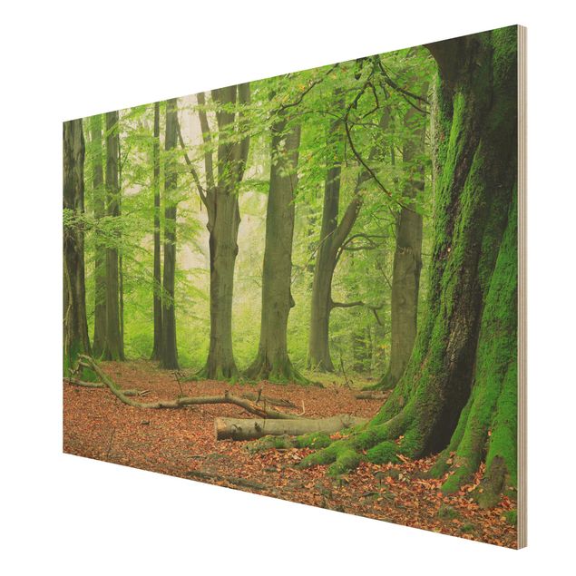 Wood prints landscape Mighty Beech Trees