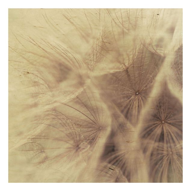 Wood prints flower Detailed Dandelion Macro Shot With Vintage Blur Effect
