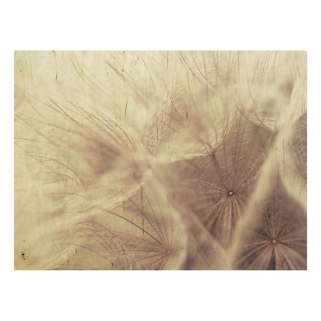 Wood prints flower Detailed Dandelion Macro Shot With Vintage Blur Effect