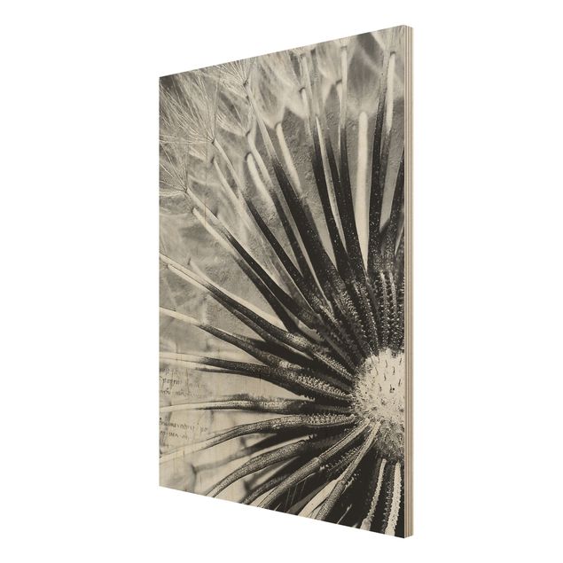 Vintage wood prints Dandelion Black & White