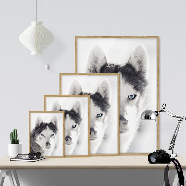 Framed animal prints Husky Portrait