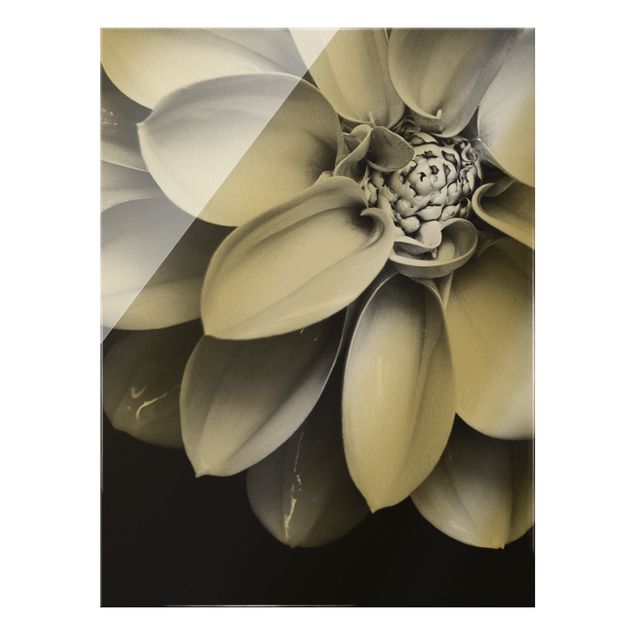 Prints black and white In The Heart Of A Dahlia Black And White