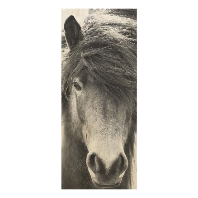 Monika Strigel Art prints Icelandic Horse In Black And White
