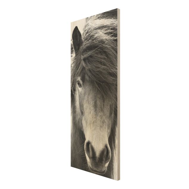 Prints Icelandic Horse In Black And White