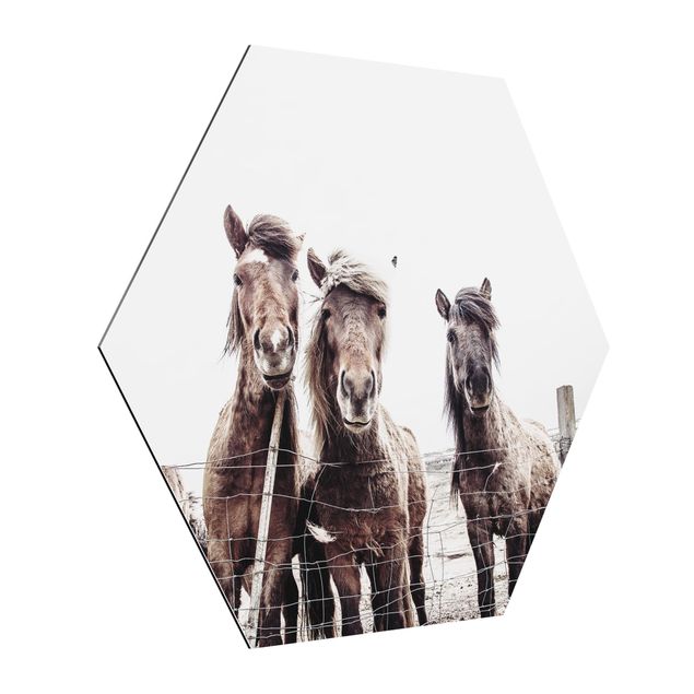 Modern art prints Icelandic Horse
