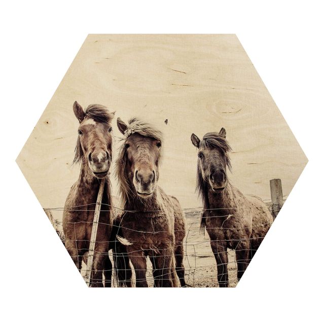 Prints brown Icelandic Horse