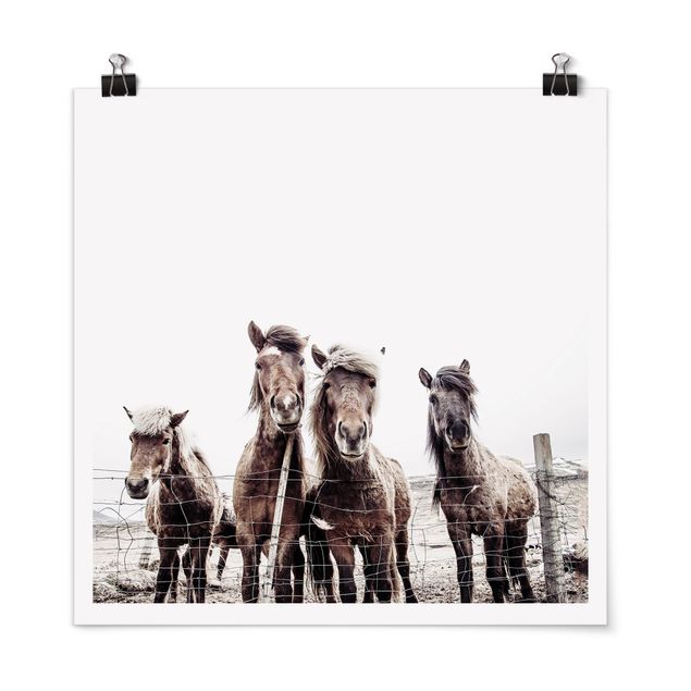 Prints modern Icelandic Horse