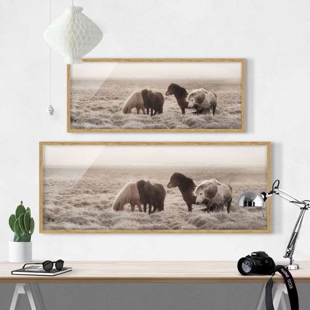 Framed prints animals Wild Icelandic Horse