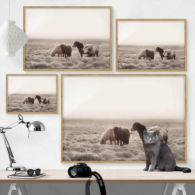 Framed prints animals Wild Icelandic Horse