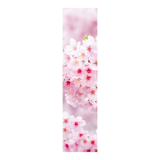 Sliding panel curtains flower Japanese Cherry Blossoms