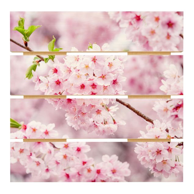 Prints on wood Japanese Cherry Blossoms