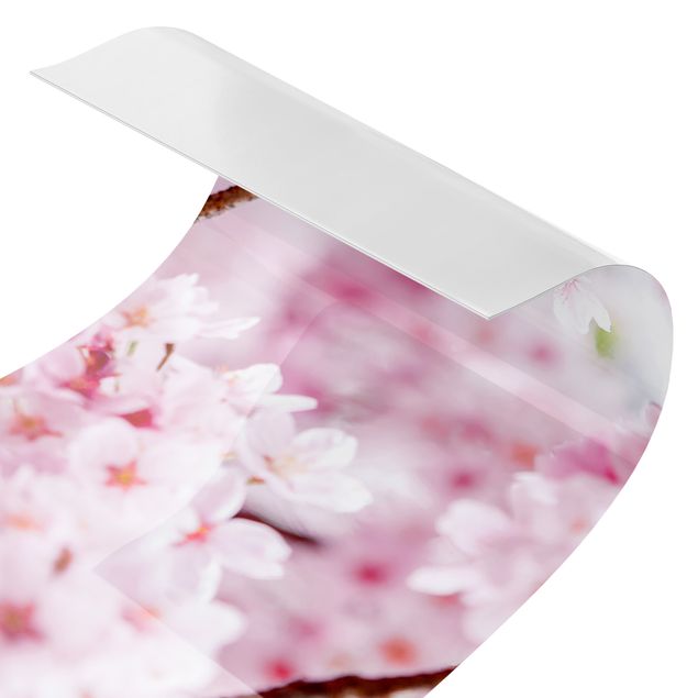 Splashback Japanese Cherry Blossoms