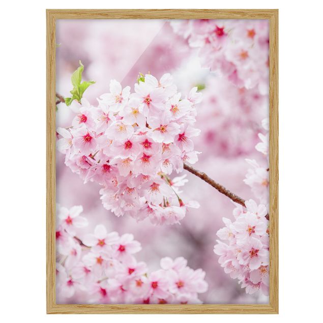 Floral picture Japanese Cherry Blossoms