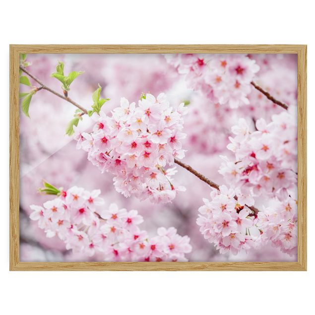 Floral picture Japanese Cherry Blossoms