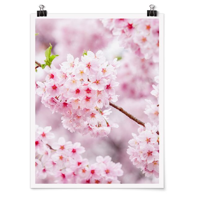Prints flower Japanese Cherry Blossoms