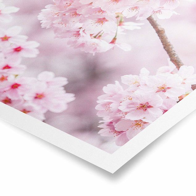 Modern art prints Japanese Cherry Blossoms