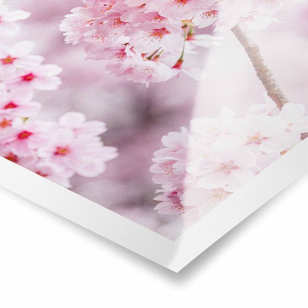 Pink wall art Japanese Cherry Blossoms