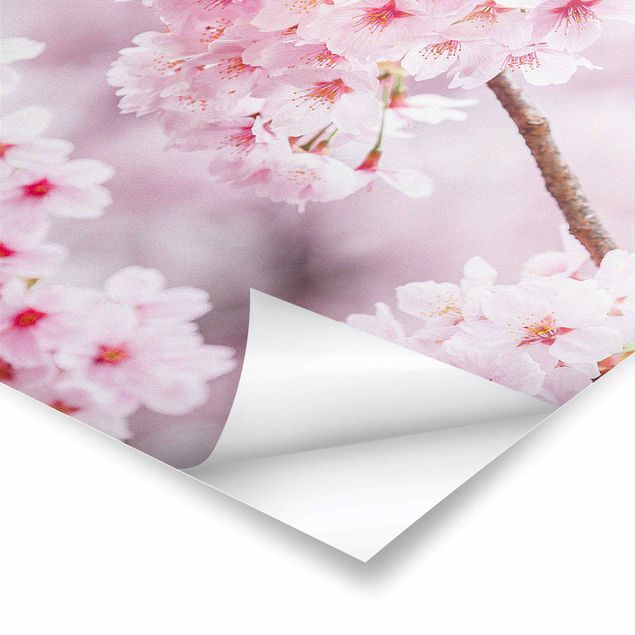 Prints Japanese Cherry Blossoms