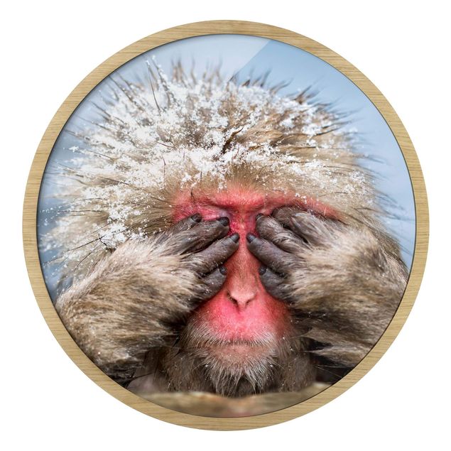 Animal framed pictures Japanese Macaque