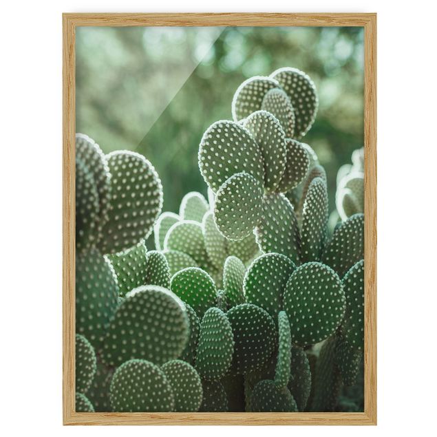 Flowers framed Cacti