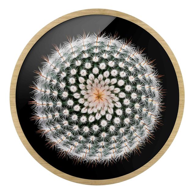 Black art prints Cactus Flower