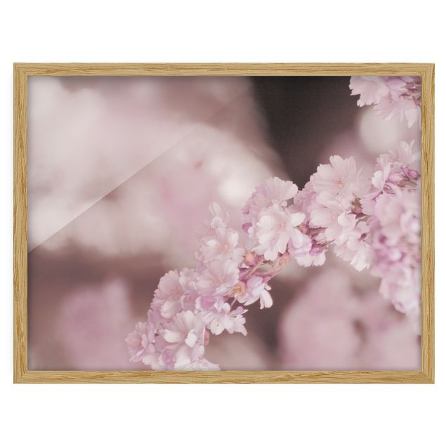 Flower pictures framed Cherry Blossoms In Purple Light