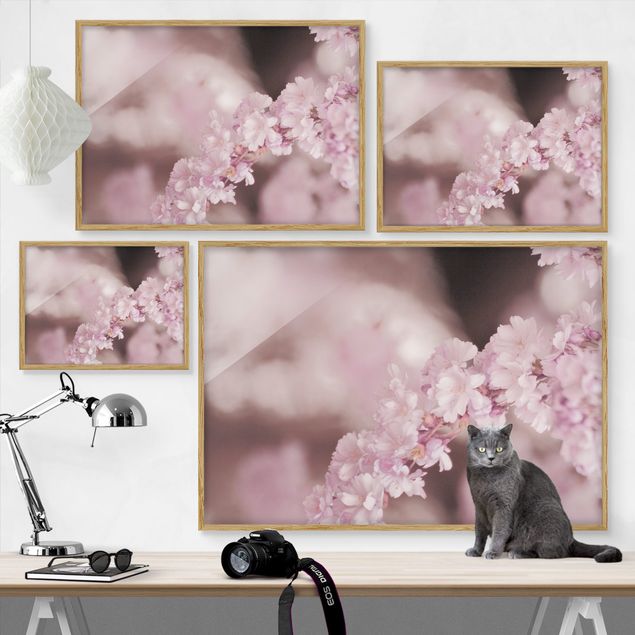 Prints brown Cherry Blossoms In Purple Light