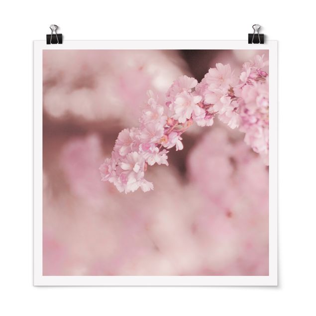 Modern art prints Cherry Blossoms In Purple Light