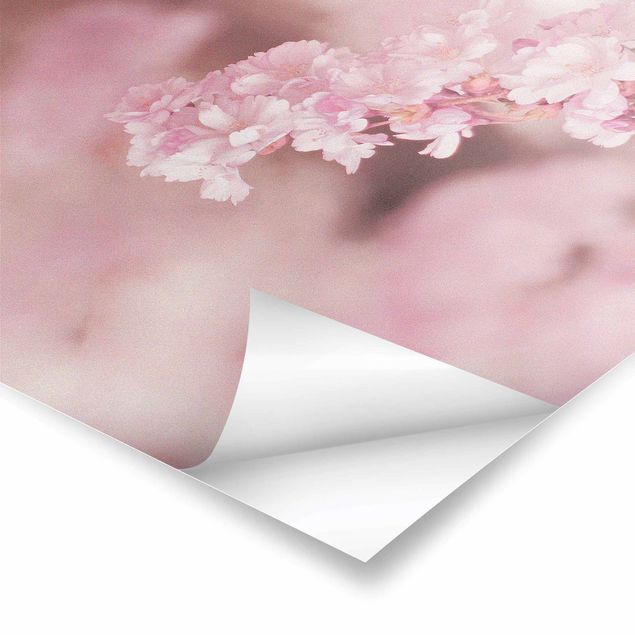 Prints Cherry Blossoms In Purple Light