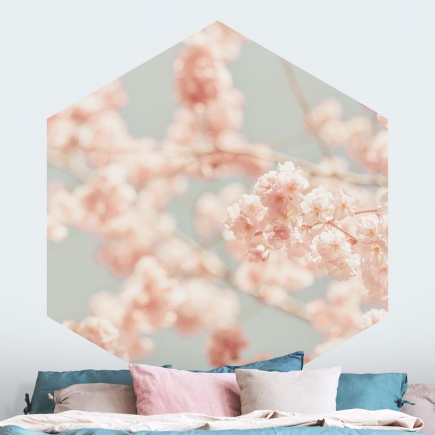 Wallpapers flower Cherry Blossom Glow