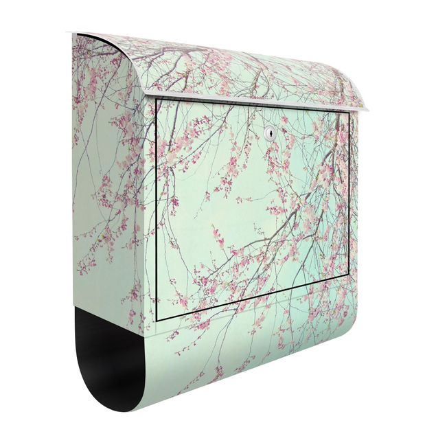 Letterboxes flower Cherry Blossom Yearning