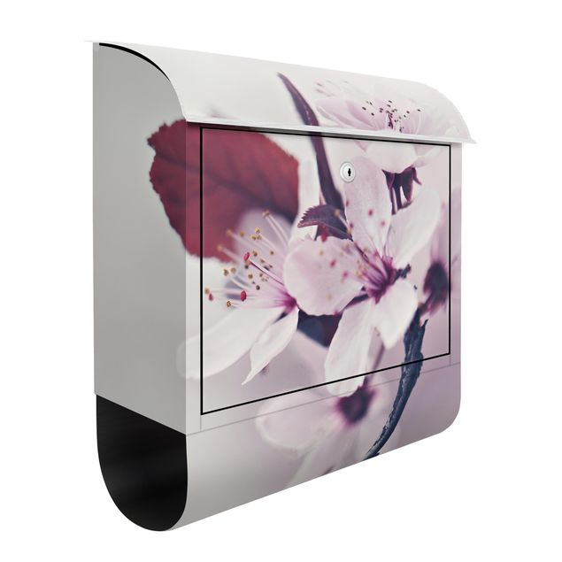 Letterboxes flower Cherry Blossom Branch Antique Pink