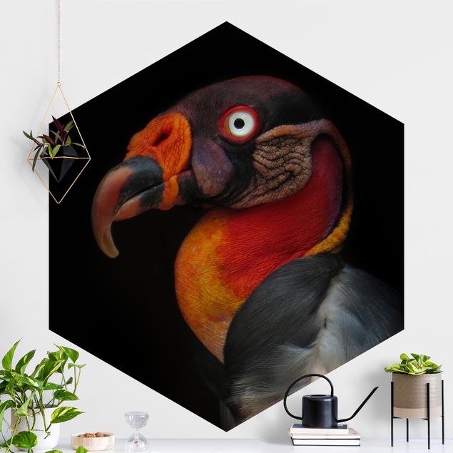 Kitchen King Vulture In Front Of Black