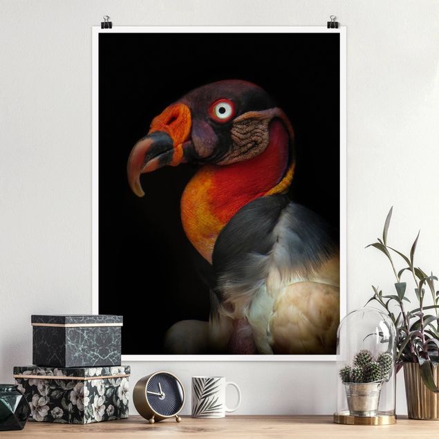 Kitchen King Vulture In Front Of Black
