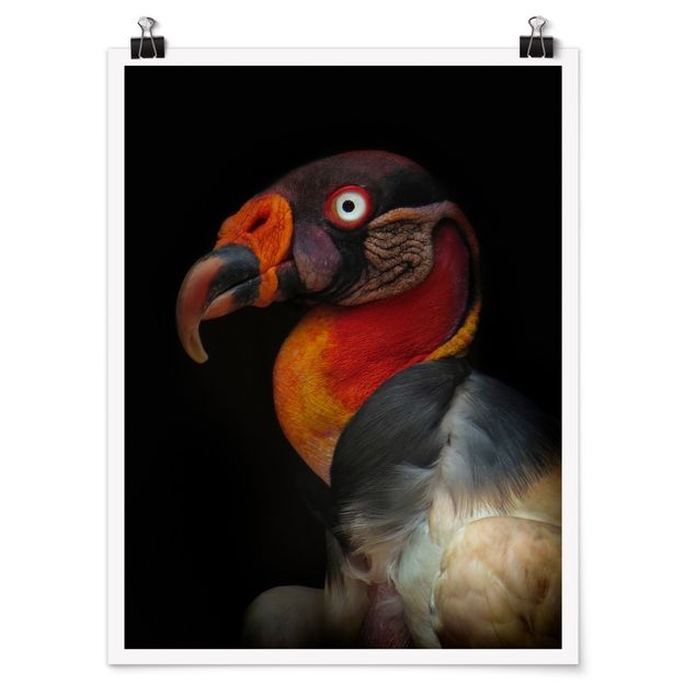 Posters animals King Vulture In Front Of Black
