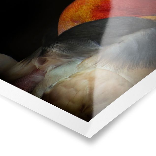 Prints King Vulture In Front Of Black