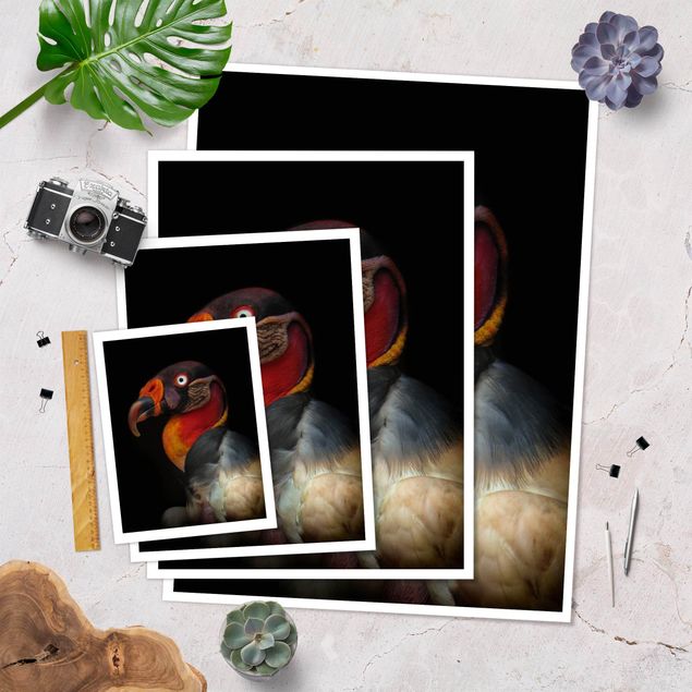 Poster - King Vulture In Front Of Black