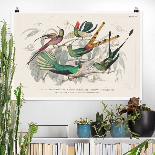 Vintage wall art Hummingbird Diagram